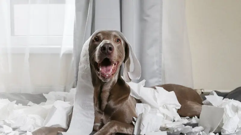 Banfield Pet Hospital preview