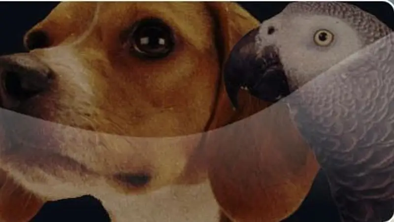 Pet Sitter Reno preview
