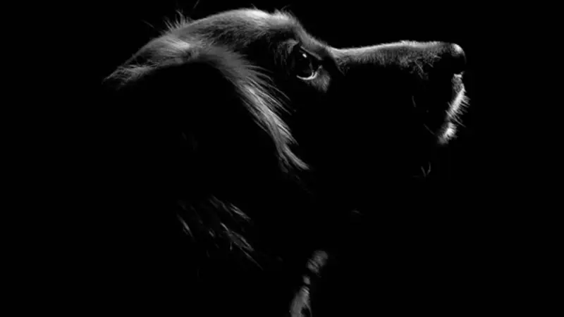 Lucky Dog Grooming preview