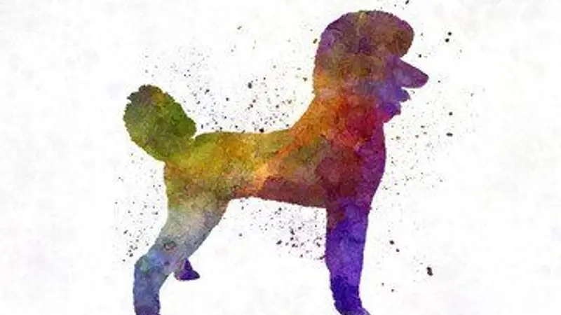 Poodles & Pals Holistic Pet Spaw preview