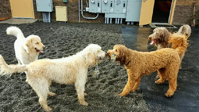 K-9 to Five Doggy Playcare & Spa preview