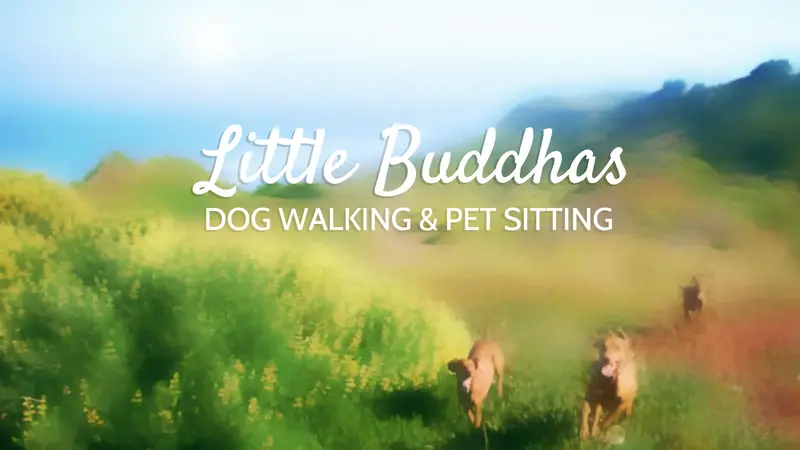 Little Buddhas Dog Walking & Pet Sitting preview