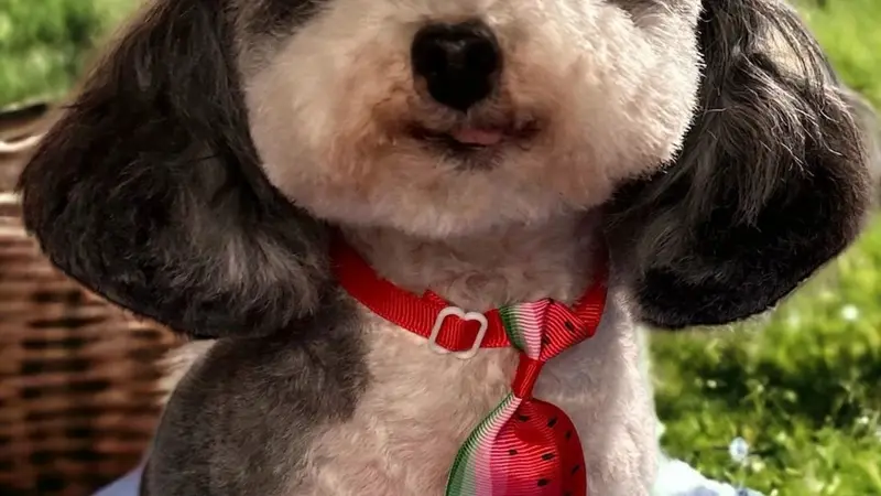 Christy's Canine Cuties preview