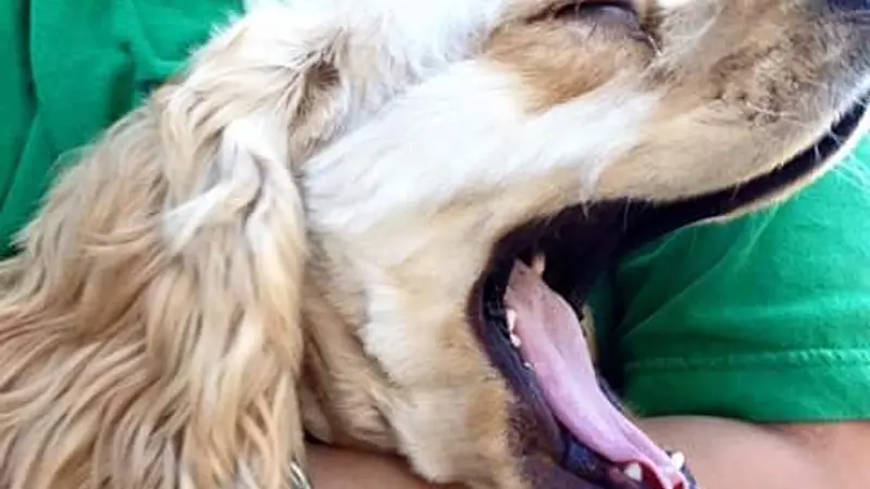Puppy love walks preview