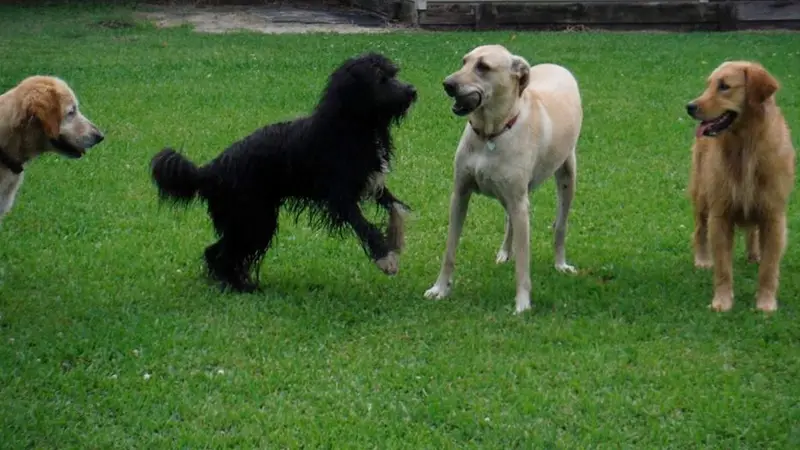 Project Good Dog preview