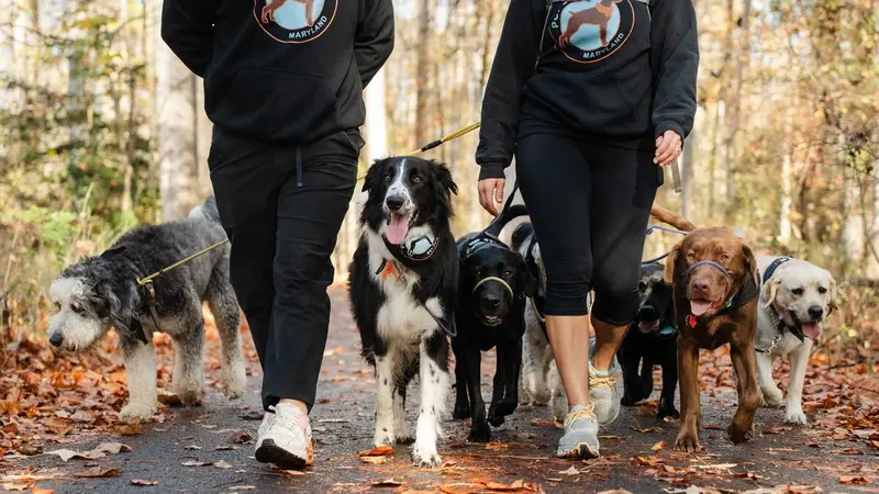 MD Pup Scouts preview