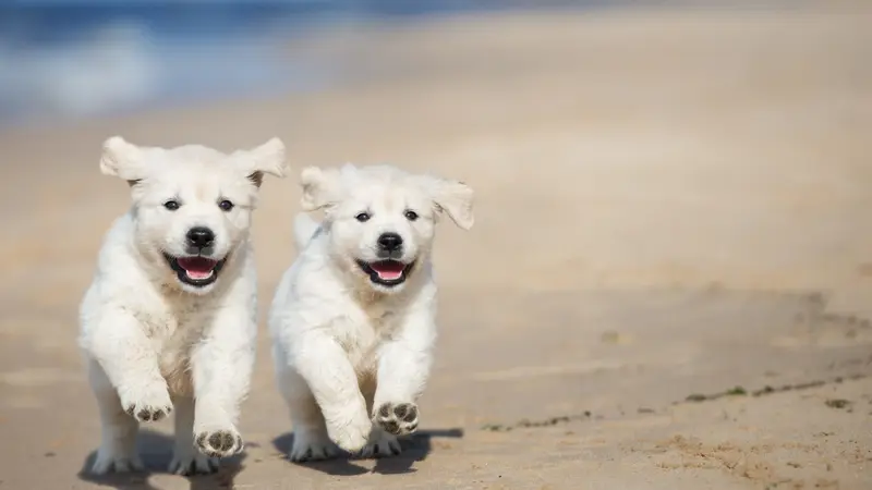 Myrtle Grove Animal Hospital preview