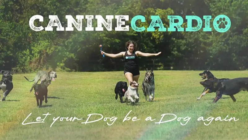 Canine Cardio preview
