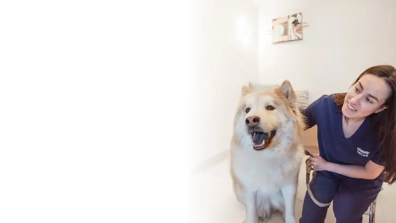Chewy Vet Care Littleton preview