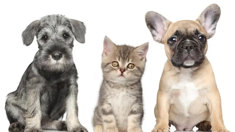 Sun Valley Animal Clinic preview