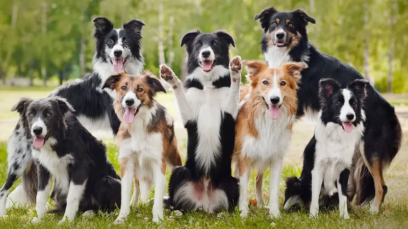 Animal Spay-Neuter Clinic preview