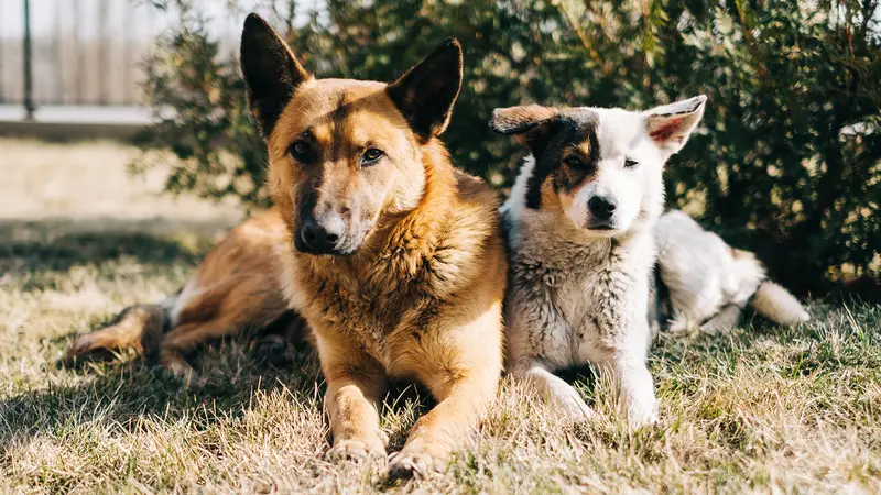 Two Hands Four Paws preview