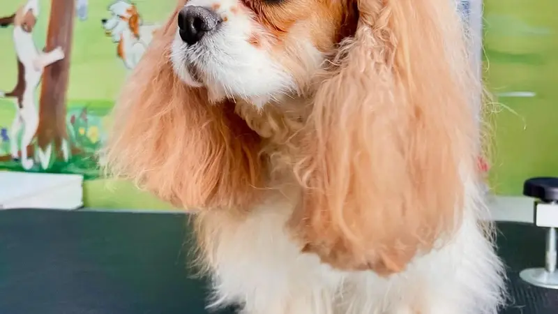 Victoria Park Paw Spa preview