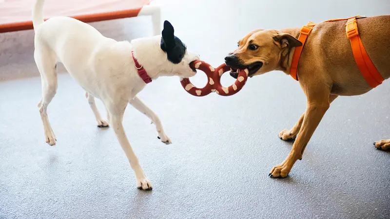 Dogtopia of Katy preview
