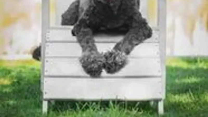 PETS Pet Enrichment and Training Solutions preview