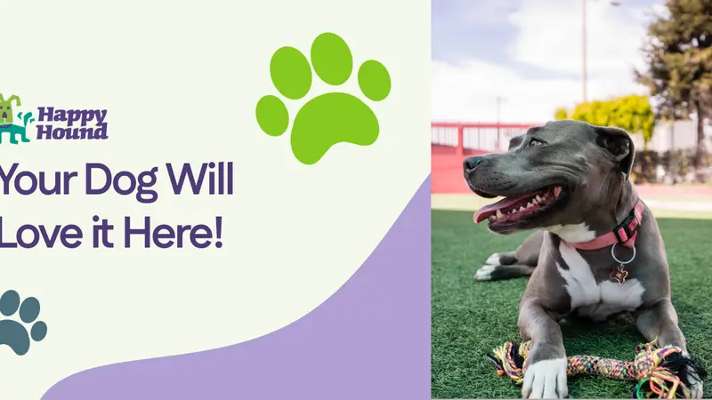 Happy Hound Play and Daycare preview