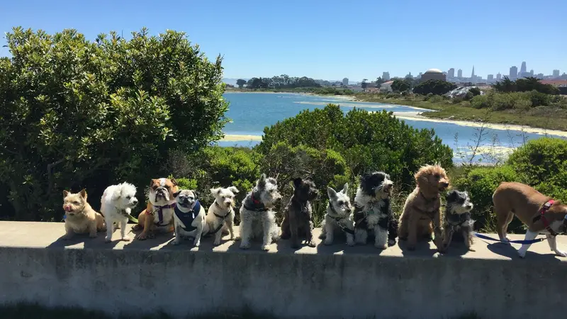 Walks & Wags SF preview