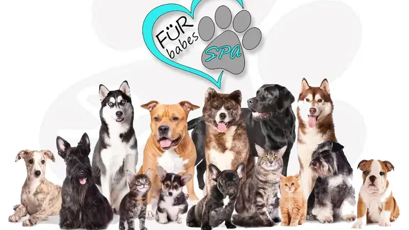 Fur Babes Spa Riverside preview