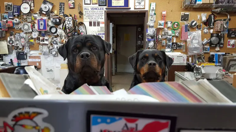 Doggstuff preview