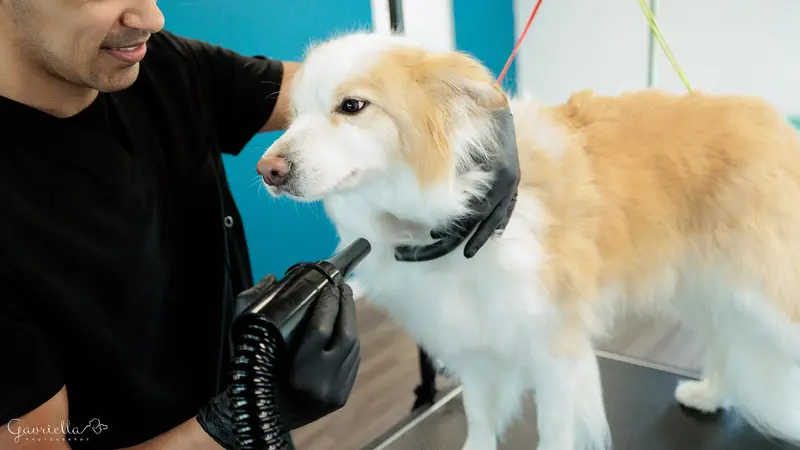 Pawradise Pet Grooming preview