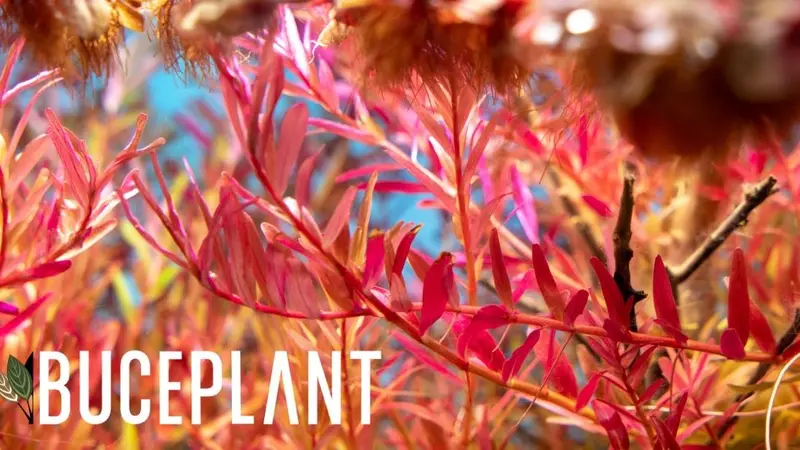 Buce Plant preview