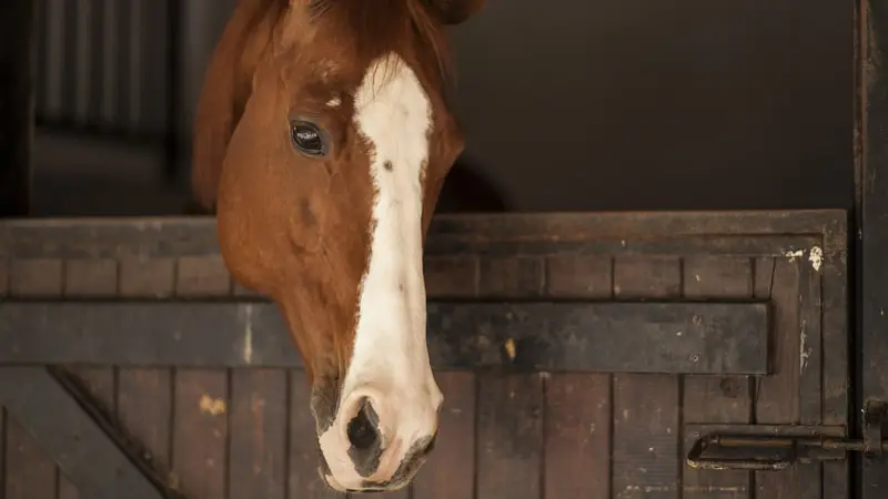 Hillcrest Meadow Equine preview