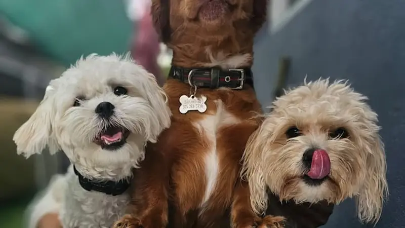 Dogs Friends Miami preview