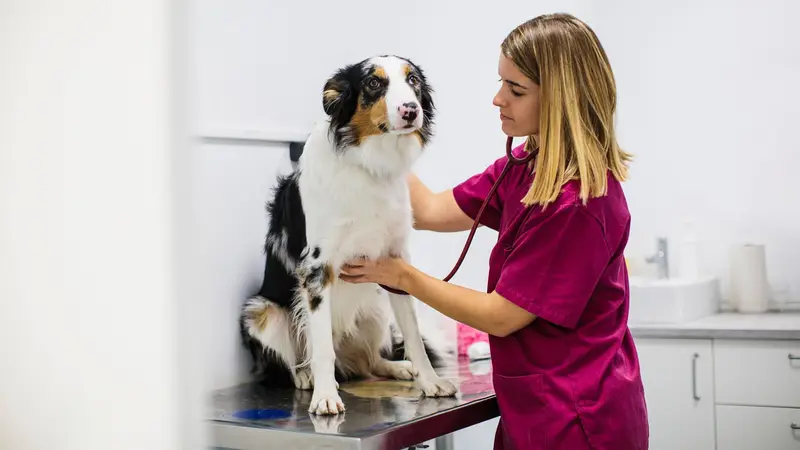 South Seattle Veterinary Hospital preview