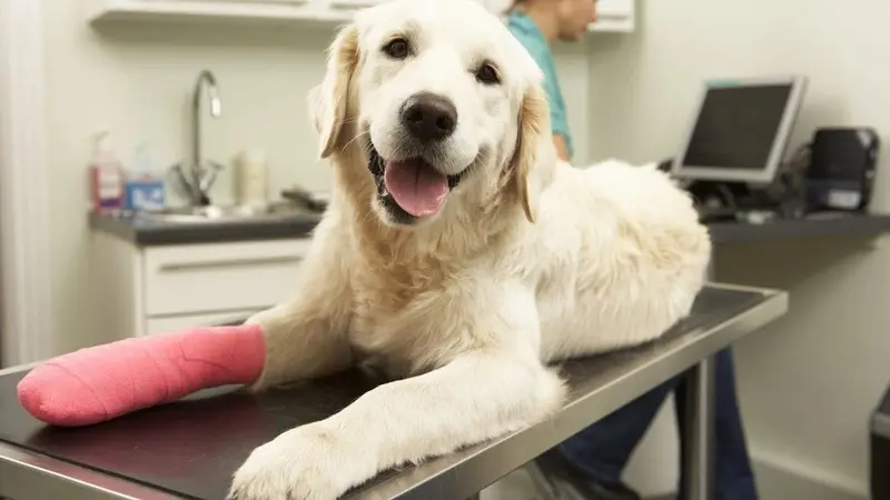 Eastland Animal Clinic preview