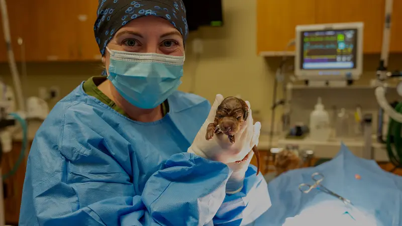 Kokopelli Assisted Reproductive Canine Services preview