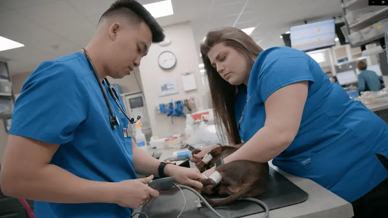 Madison Veterinary Specialists preview