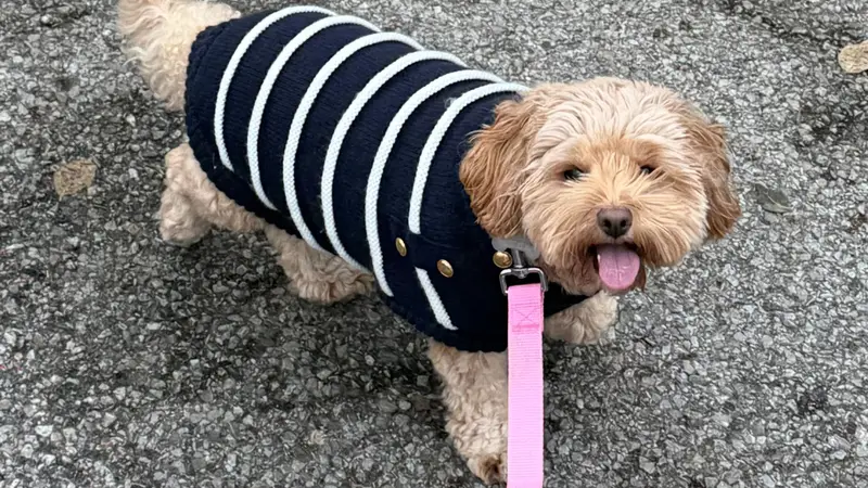 Nat’s Dogs and Cats preview