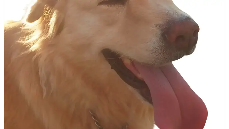 Nadia's Dog Nanny Services preview