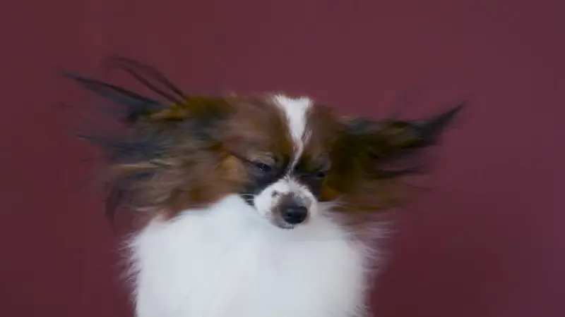 So Fresh Pets preview
