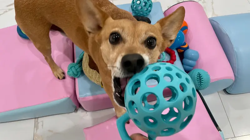 Wiggly World Pet Hotel & Lounge preview