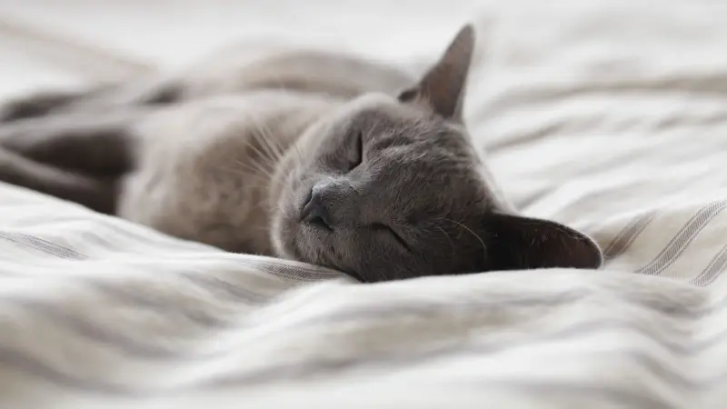 Pleasant Valley Veterinary Clinic preview