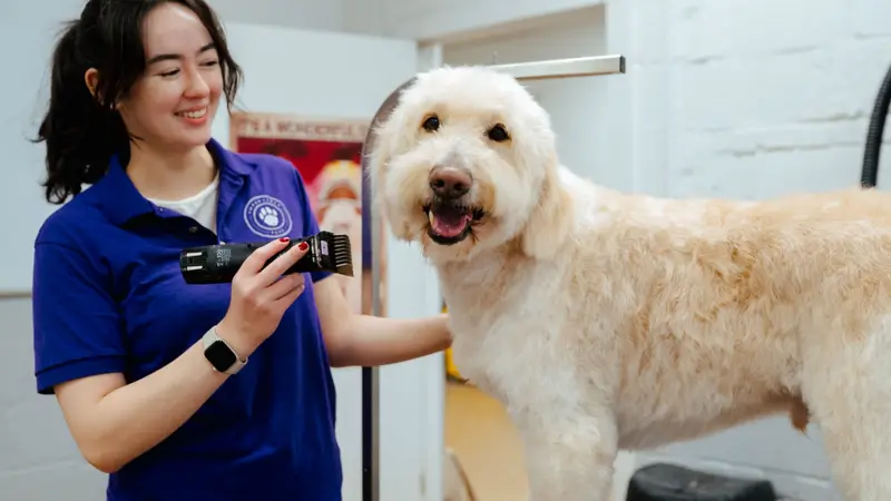 Impawsible Pups preview