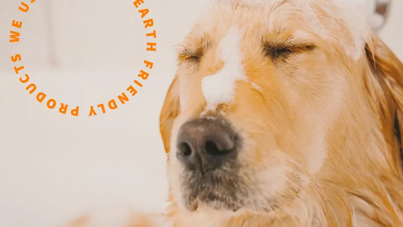 MOSA Pet Spa & Boutique Downtown Cary preview