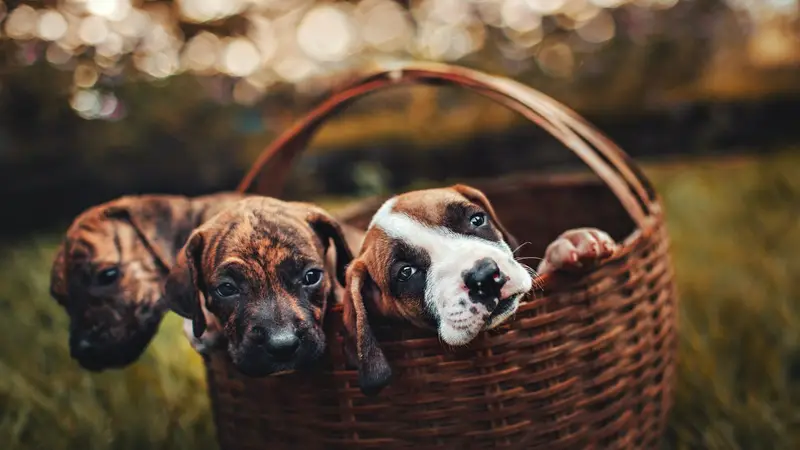 Silver Springs Shores Animal Hospital preview