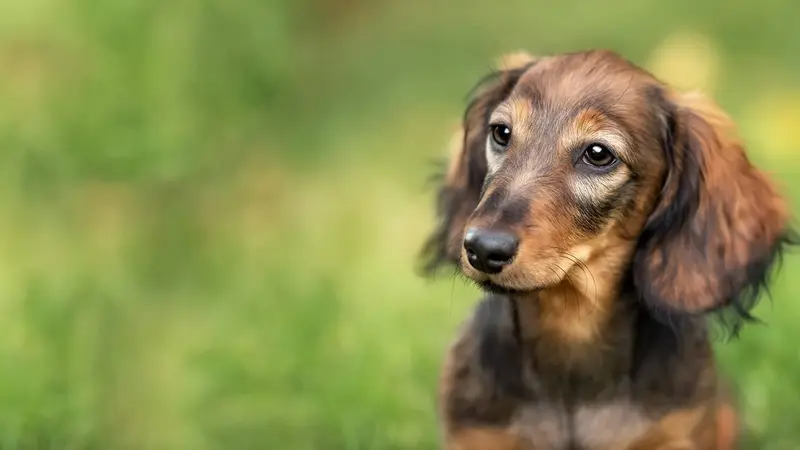 Legacy Drive Animal Hospital preview