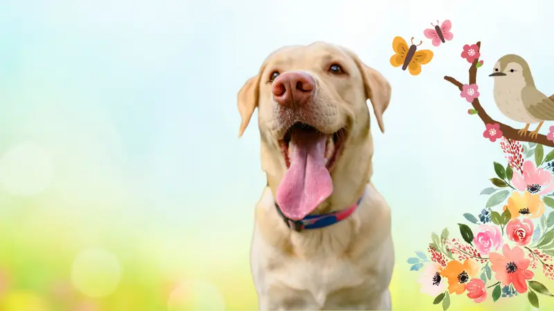 ABQ Pet Care Hospital preview