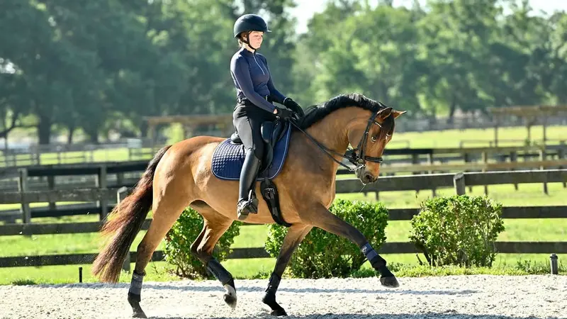 OnPointe Equestrian preview