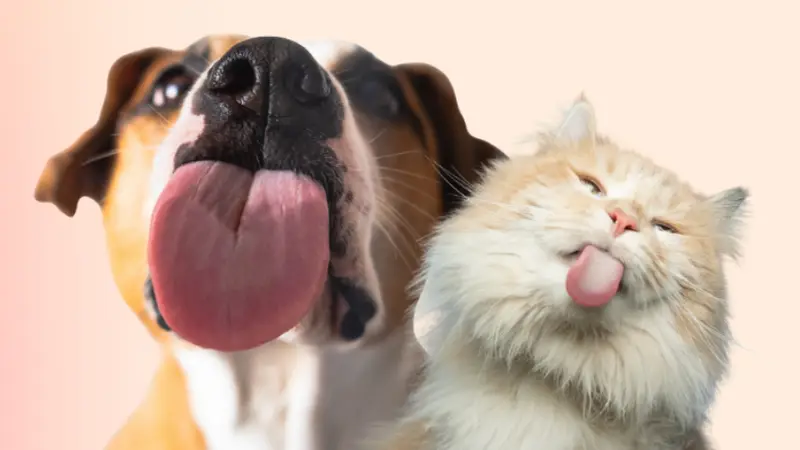 Battery Park Veterinary Hospital preview