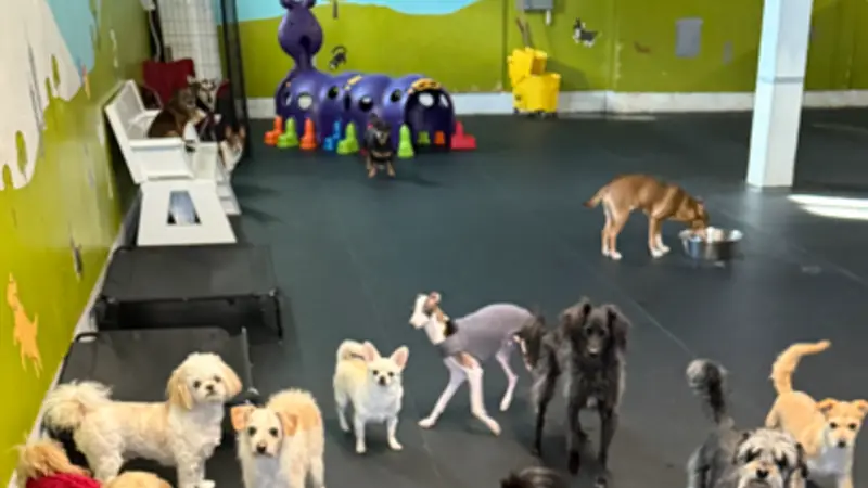 Mini Mutts Canine Social Club preview