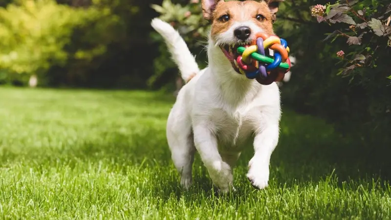 Bark Avenue preview