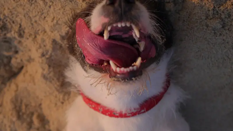 Veterinary Dental Clinic of North Carolina preview