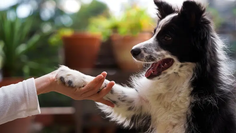Finest City Dog Training preview