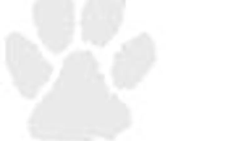 Spoiled Paws Grooming preview