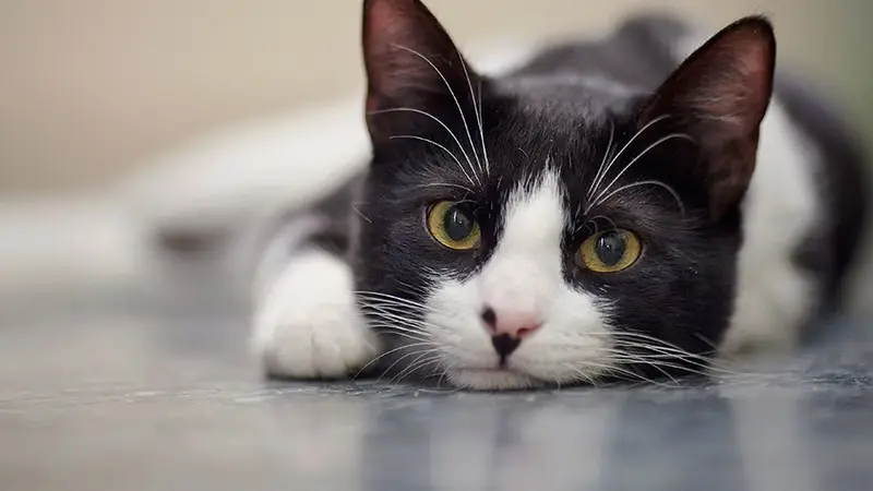 Ryan Veterinary Hospital of the University of Pennsylvania preview