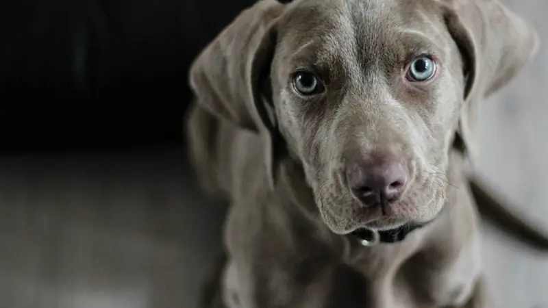 The Canine Club of Chicago preview